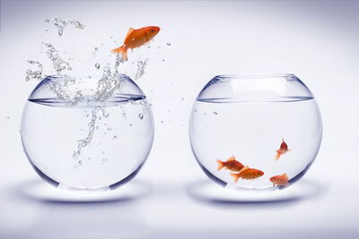 Foto von fliegendem Fisch