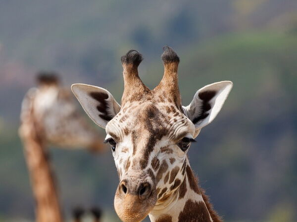 Giraffe