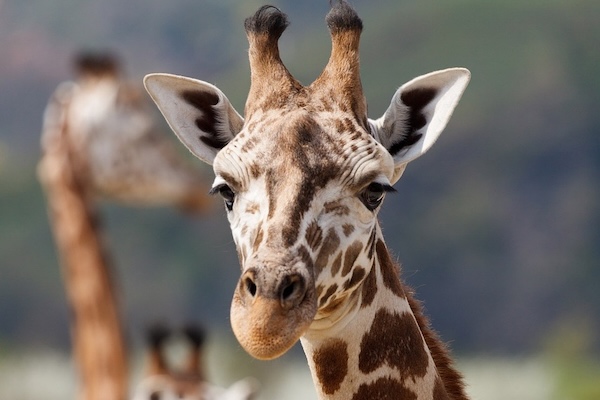 Eine Giraffe schaut direkt in die Kamera.